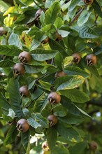 Medlar fruit Mespilus germanica on a branch