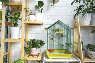 A cage with a budgie stands in a living corner of the house among shelving with a group of indoor