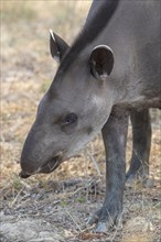 Lowland tapir (Tapirus terrestris), animal portrait, Pantanal, inland, wetland, UNESCO Biosphere