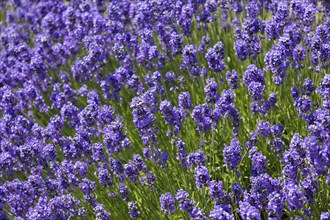 English Lavender flowering by the coast at Bognor Regis