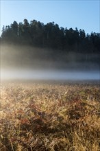 Scenic morning landscape in the Redwoods National Park, USA, North America