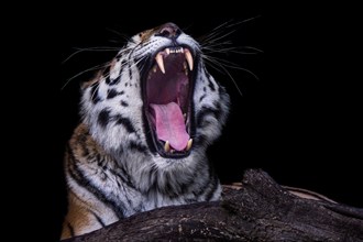 Yawning tiger. Siberian tiger isolated on black background. Portrait of Siberian tiger, Panthera