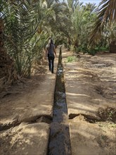 Walking through the Igrane garden near Merzouga, a typical agricultural oasis with small canals,