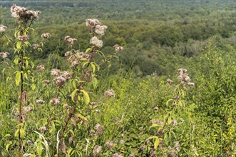 Origanum vulgare in bloom on a hill