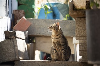 Adorable Cat sitting in the sunlight outdoors in Faro City, Portugal, Europe