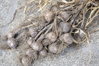 Harvesting garlic in the garden. Dirty garlic dried in bunches. A bunch of garlic heads