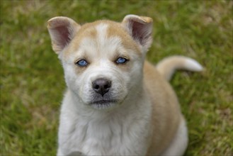 A fluffy puppy with a brown and white coat and bright blue eyes sits attentively on the grass. This