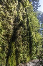 Beautiful Fern Canyon at the California west coast, Redwood National Park, USA, North America