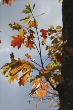 Tree in autumn colours, Autumn leaves in vibrant orange, red, and green against a blue sky