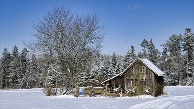 Wonderful winter landscape with romantic, secluded hut