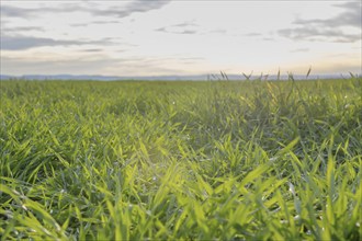 Young Wheat, Green Wheat Seedlings growing in a field