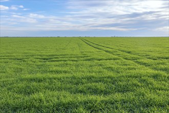 Young Wheat, Green Wheat Seedlings growing in a field