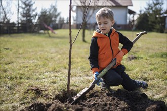 Six-year-old boy in the garden plants tree during sunny spring day.