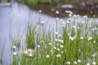 Beautiful grass with white blossoms at a pond in the alpine mountains, High Tauern National Park in