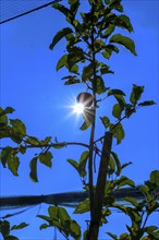 The sun shines behind apple trees, backlight, Leimbach, Thurgau, Switzerland, Europe