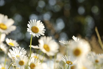 Daisies on a spring meadow