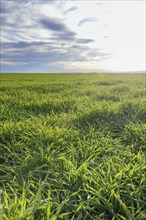 Young Wheat, Green Wheat Seedlings growing in a field