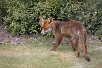 Close-up of a Red Fox, Vulpes vulpes, in an English garden