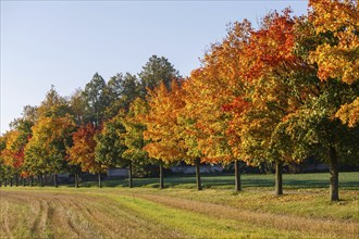 Autumn landscape with golden autumn trees and fallen leaves. Pathway lined with autumn trees,