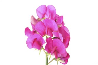 Sweet peas on a white background