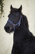 Portrait beauty foal, friesian horse stallion