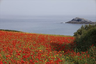 View of Poppies in bloom in a field in West Pentire Cornwall