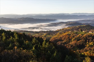 Autumn atmosphere in the morning light, fog drifts over forest with foliage colouring, vineyards