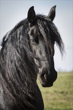 Portrait beauty friesian horse