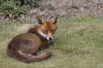 Close-up of a Red Fox, Vulpes vulpes, in an English garden