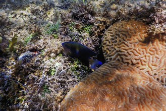 Brain coral in the bottom of the sea, Marine life