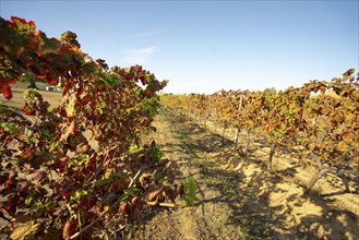 Vineyard field row in Albufeira, Portugal, Europe