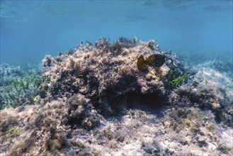 Yellow boxfish (Ostracion cubicus) Underwater, Marine life