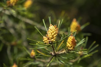 Pine blossom in May