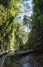 Beautiful Fern Canyon at the California west coast, Redwood National Park, USA, North America