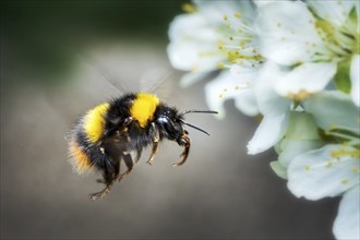 Bumblebee in flight in spring with spring tree blossom bloom