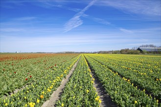 Field with blooming tulips in the netherlands