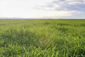 Young Wheat, Green Wheat Seedlings growing in a field