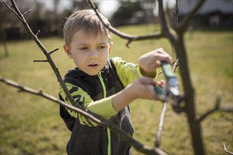 Six-year-old boy in the garden cuts branches of the tree during sunny spring day