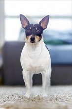 In a residential environment, a robust and mature toy fox terrier stands confidently on a carpeted