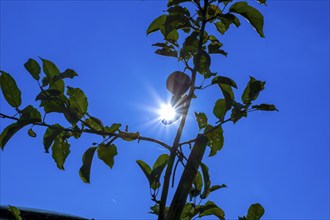 The sun shines behind apple trees, backlight, Leimbach, Thurgau, Switzerland, Europe