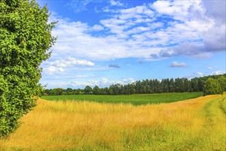 North German agricultural field forest and nature landscape panorama in Hemmoor Hechthausen