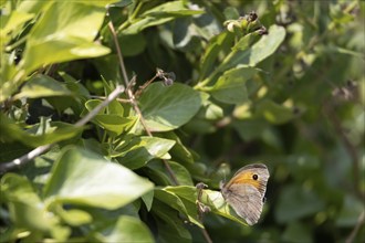 Small Heath butterfly, Coenonympha pamphilus, resting on a plant at Hawkers Cove near Padstow