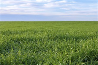 Young Wheat, Green Wheat Seedlings growing in a field