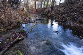 The clear Leutra stream flows through a leaf-covered autumn landscape lined with trees, Jena,