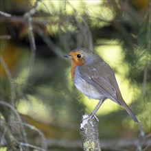 Robin looking alert perched on broken branch on an autumn day