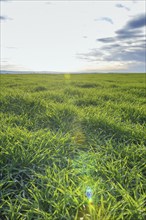 Young Wheat, Green Wheat Seedlings growing in a field