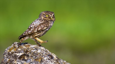 Little Owl, Athene noctua, Mediterranean Forest, Castilla y Leon, Spain, Europe