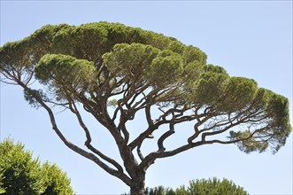 Pine branches on the blue sky