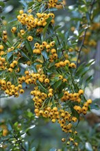 Pyracantha coccinea from the family Rosaceae, also known as firethorn