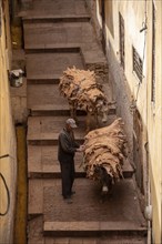 A donkeys takes dried leather from a tannery in the medina of Fes, Morocco, Africa